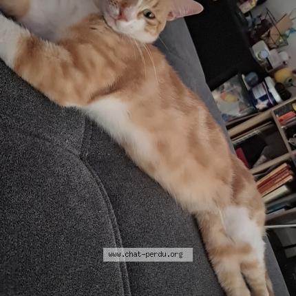 Photo 1/1 Youpi Chat lost in Leguevin occitanie