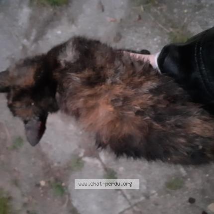 Photo 1/1 Found cat Found in Argenteuil