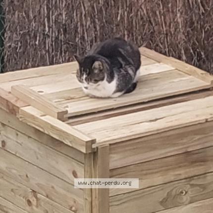 Photo 1/1 Found cat Found in Niort