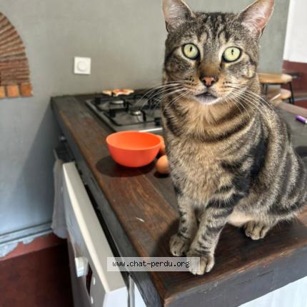 Photo 1/1 Marley Chat lost in Noyon