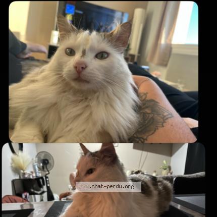 Photo 1/1 Titou Chat lost in La ferte hauterive