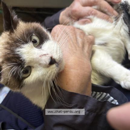 Photo 1/1 Found cat Found in St symphorien