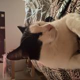 Picture of cat lost at Tournon Sur Rhone