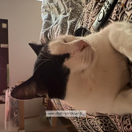 Photo 1/1 Bob Chat lost in Tournon sur rhone