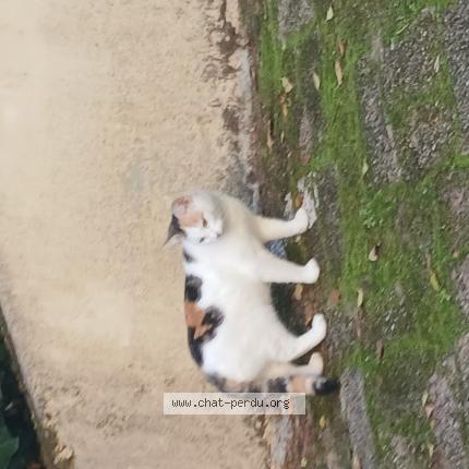 Photo 1/1 Found cat Found in Arcachon