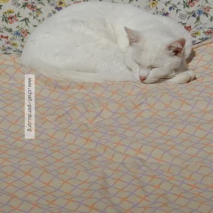 Foto van vermiste kat in Ottignies