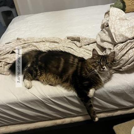 Photo 1/1 Wanda Chat lost in Eysines