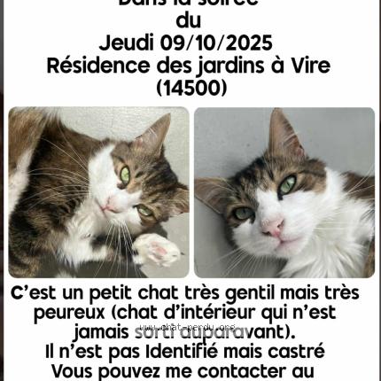 Photo 1/1 Dobby Chat lost in Vire