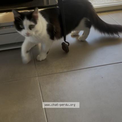 Photo 1/1 Anis Chat lost in Saint raphael