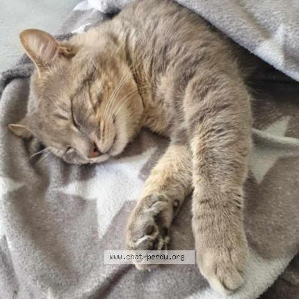 Photo 1/2 Sasha Chat lost in Caumont sur aure