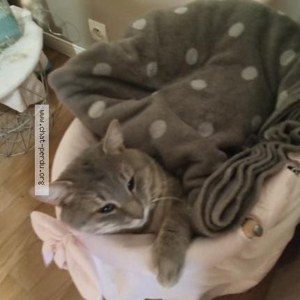 Photo 2/2 Sasha Chat lost in Caumont sur aure