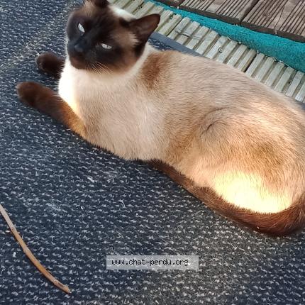 Photo 1/1 Pin'up Chat lost in Coex