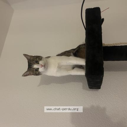 Photo 1/1 Patrick Chat lost in Yverdon les bains