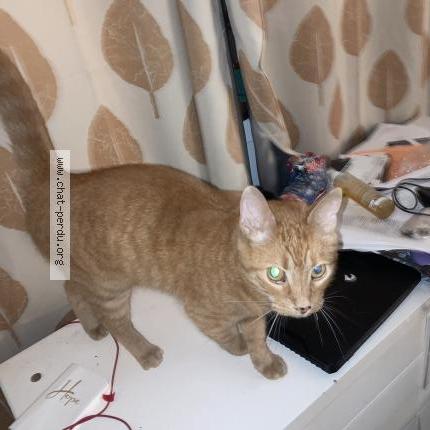 Photo 1/1 Found cat Found in Matane