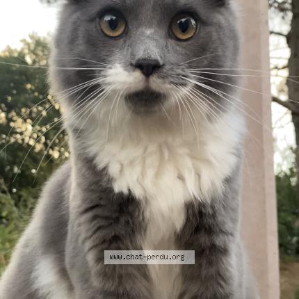 Photo 1/1 Bulut Chat lost in Cornebarrieu