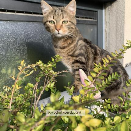 Photo 1/1 Ramses Chat lost in Argenteuil