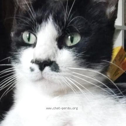 Photo 1/1 Sanji Chat lost in Lormont