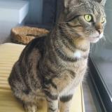Picture of cat lost at Montauban