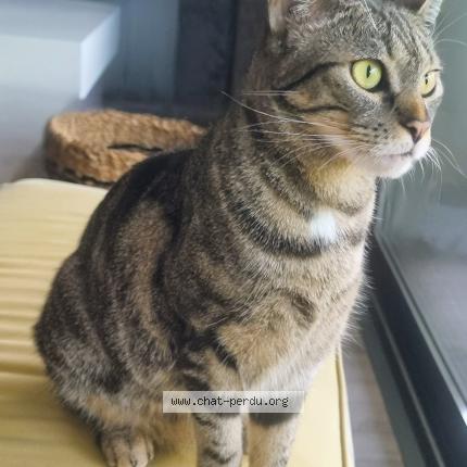 Photo 1/1 Minette Chat lost in Montauban