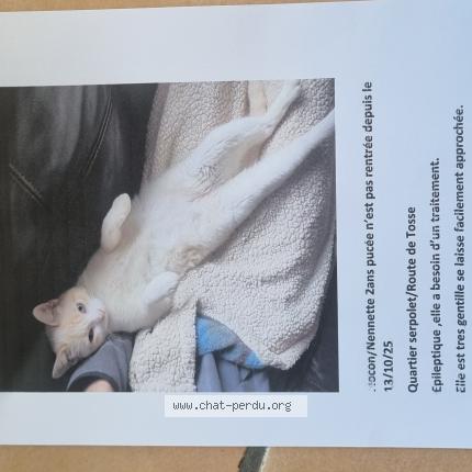 Photo 1/1 Flocon Chat lost in Saubion