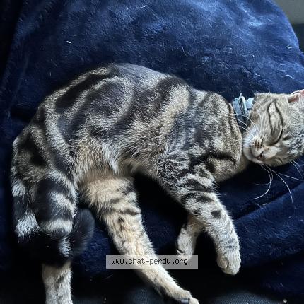 Photo 1/1 Youyou Chat lost in Le controis en sologne contres