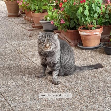 Photo 1/1 Found cat Found in Pauligne