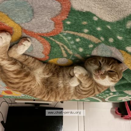 Photo 1/1 Riou Chat lost in Paris