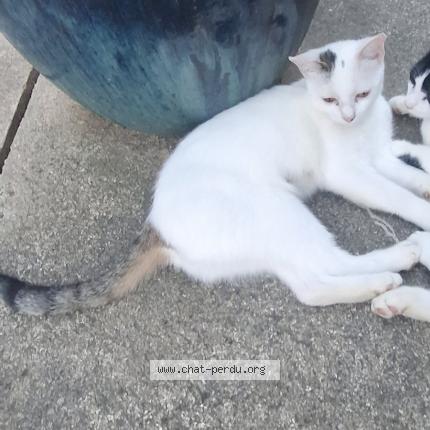 Photo 1/5 Alba Chat lost in Clermont pouyguilles