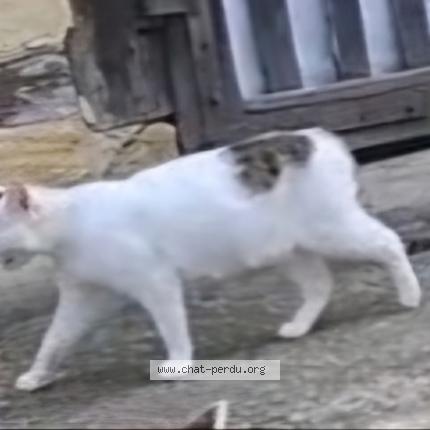 Photo 2/5 Alba Chat lost in Clermont pouyguilles