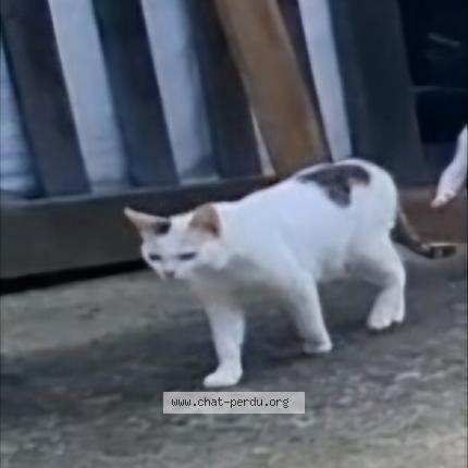 Photo 3/5 Alba Chat lost in Clermont pouyguilles