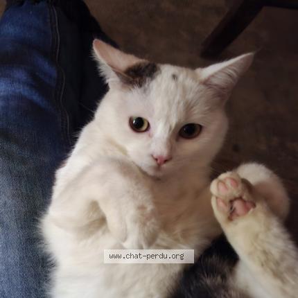 Photo 4/5 Alba Chat lost in Clermont pouyguilles