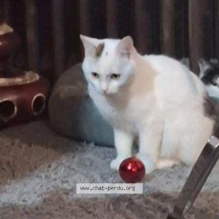 Photo 5/5 Alba Chat lost in Clermont pouyguilles