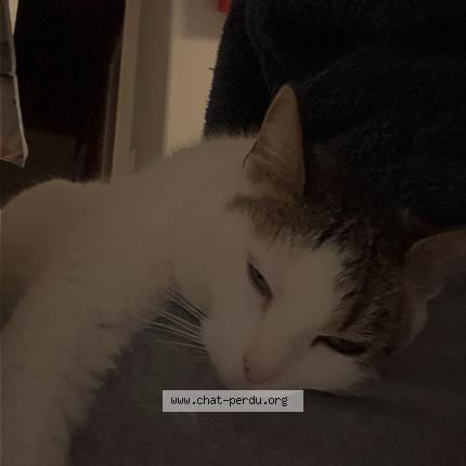 Photo 1/1 laura Chat lost in Noyers sur cher