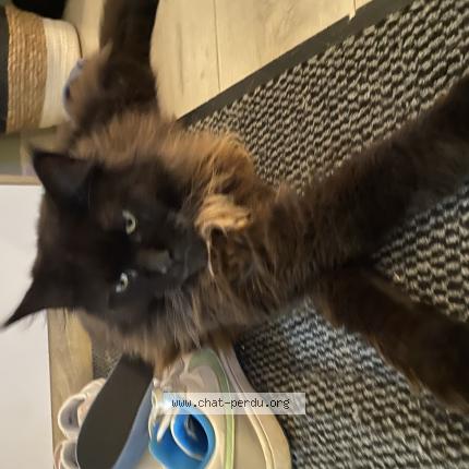 Photo 1/1 Saphir Chat lost in Etalleville