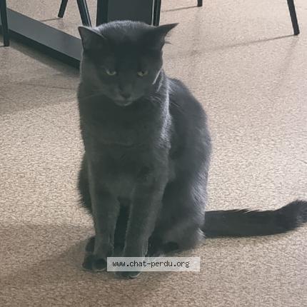 Photo 1/1 Yumi Chat lost in Montpellier