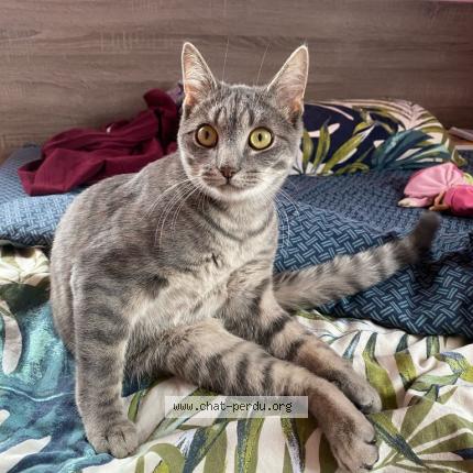 Photo 1/1 Grisou Chat lost in Offwiller