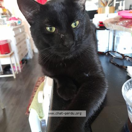 Photo 1/1 Found cat Found in Paris