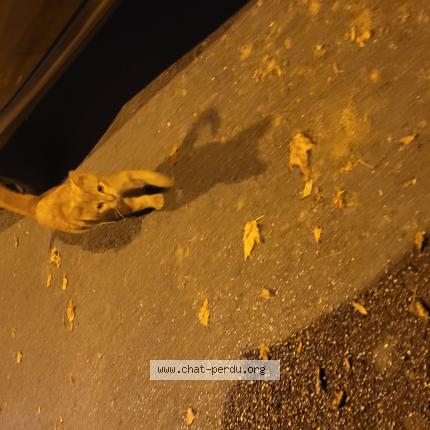 Photo 1/1 Found cat Found in Cambrai