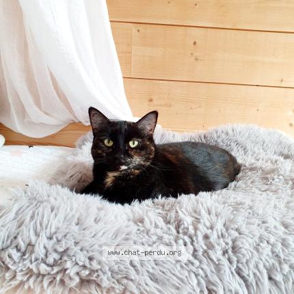 Photo 1/1 Marvel Chat lost in Marans