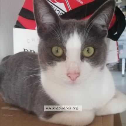 Photo 1/1 Guss Chat lost in Ferriere la petite