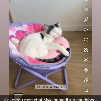 Photo 1/1 Mylo Chat lost in Caudebec les elbeuf