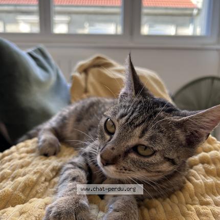 Photo 1/1 Vaiana Chat lost in Le creusot