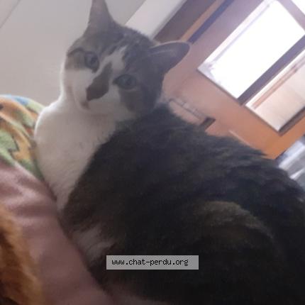 Photo 1/1 Farah Mameri Chat lost in Perpignan