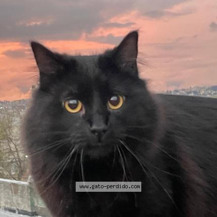 Photo 1/1 Humita Chat lost in Quito