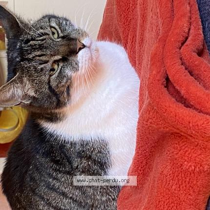 Photo 1/1 Speedy Chat lost in Oyonnax