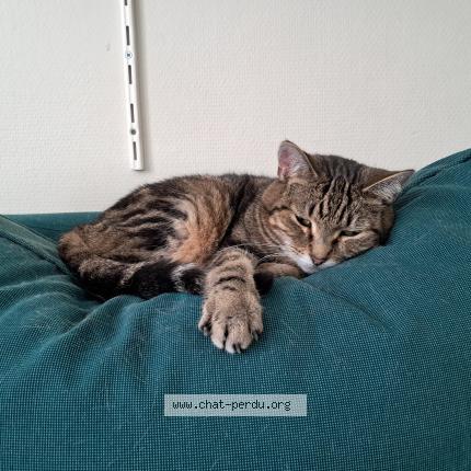 Foto 1/2 Kat teruggevonden Vermist in Laeken