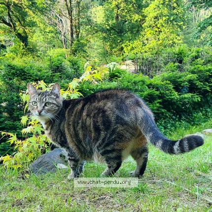 Foto 2/2 Kat teruggevonden Vermist in Laeken