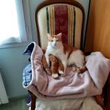 Picture of cat lost at Saint Laurent Sur Mer