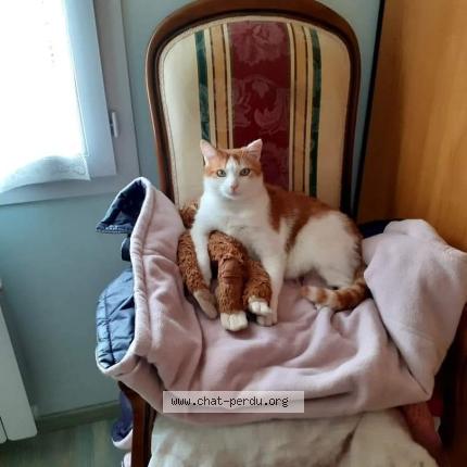 Photo 1/1 Benjy Chat lost in Saint laurent sur mer