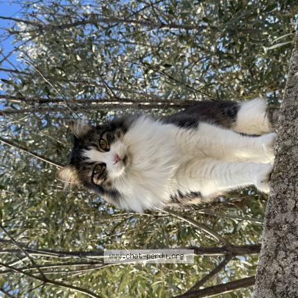 Photo 1/1 Mimi Chat lost in Murviel les beziers